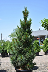 Algonquin Pillar Swiss Stone Pine (Pinus cembra 'Algonquin Pillar') at Millcreek Nursery Ltd