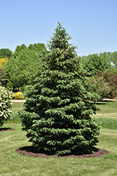 Black Hills Spruce (Picea glauca var. densata) at Millcreek Nursery Ltd