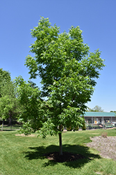 Northern Treasure Hybrid Ash (Fraxinus 'Northern Treasure') at Millcreek Nursery Ltd