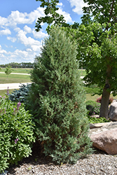 Medora Upright Juniper (Juniperus scopulorum 'Medora') at Millcreek Nursery Ltd