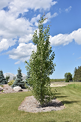 Guardian Columnar Aspen (Populus 'Jefguard') at Millcreek Nursery Ltd