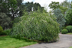 Youngii Weeping Birch (Betula pendula 'Youngii') at Millcreek Nursery Ltd