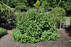 Isanti Dogwood (Cornus sericea 'Isanti') at Millcreek Nursery Ltd