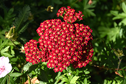 Red Velvet Yarrow (Achillea millefolium 'Red Velvet') at Millcreek Nursery Ltd