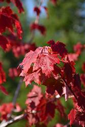 Regal Celebration Maple (Acer x freemanii 'Regal Celebration') at Millcreek Nursery Ltd