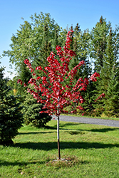 Regal Celebration Maple (Acer x freemanii 'Regal Celebration') at Millcreek Nursery Ltd