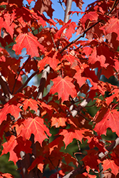 Inferno Sugar Maple (Acer saccharum 'Jeferno') at Millcreek Nursery Ltd