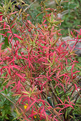 Turkistan Burning Bush (Euonymus nanus 'Turkestanicus') at Millcreek Nursery Ltd