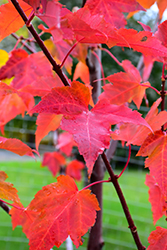 Prairie Rouge Red Maple (Acer rubrum 'Jefrouge') at Millcreek Nursery Ltd