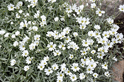 Snow-In-Summer (Cerastium tomentosum) at Millcreek Nursery Ltd