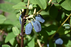 Berry Blue Honeyberry (Lonicera caerulea 'Berry Smart Blue') at Millcreek Nursery Ltd
