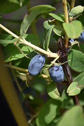 Polar Jewel Honeyberry (Lonicera caerulea 'Polar Jewel') at Millcreek Nursery Ltd