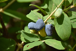 Blue Belle Honeyberry (Lonicera caerulea 'Berry Smart Belle') at Millcreek Nursery Ltd