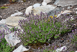 Lemon Thyme (Thymus x citriodorus) at Millcreek Nursery Ltd