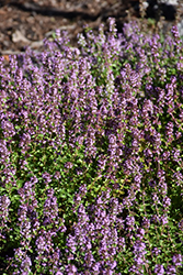 Lemon Thyme (Thymus x citriodorus) at Millcreek Nursery Ltd