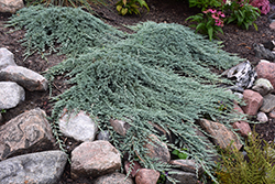 Icee Blue Juniper (Juniperus horizontalis 'Icee Blue') at Millcreek Nursery Ltd