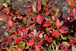 P.J.M. Rhododendron (Rhododendron 'P.J.M.') at Millcreek Nursery Ltd