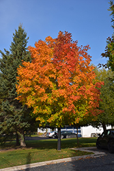 Unity Sugar Maple (Acer saccharum 'Unity') at Millcreek Nursery Ltd