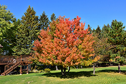 Ussurian Pear (Pyrus ussuriensis) at Millcreek Nursery Ltd