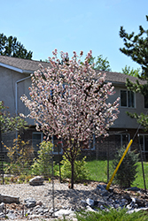 Courageous Flowering Crab (Malus 'DurLawrence') at Millcreek Nursery Ltd