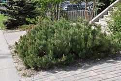 Dwarf Mugo Pine (Pinus mugo var. pumilio) at Millcreek Nursery Ltd