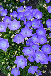 Rapido Blue Bellflower (Campanula carpatica 'Rapido Blue') at Millcreek Nursery Ltd