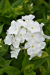 White Flame Garden Phlox (Phlox paniculata 'White Flame') at Millcreek Nursery Ltd