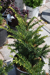 Morden Upright  Japanese Yew (Taxus cuspidata 'Morden Upright') at Millcreek Nursery Ltd