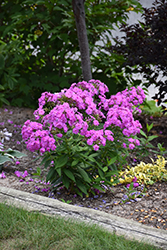 Flame Lilac Garden Phlox (Phlox paniculata 'Flame Lilac') at Millcreek Nursery Ltd