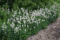 Obedient Plant (Physostegia virginiana) at Millcreek Nursery Ltd