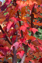 Prairie Rouge Red Maple (Acer rubrum 'Jefrouge') at Millcreek Nursery Ltd