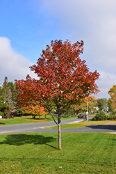Northwood Red Maple (Acer rubrum 'Northwood') at Millcreek Nursery Ltd