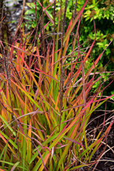 Flame Grass (Miscanthus sinensis 'Purpurascens') at Millcreek Nursery Ltd