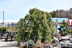 Weeping Eastern White Pine (Pinus strobus 'Pendula') at Millcreek Nursery Ltd