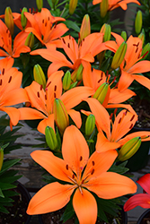 Matrix Orange Lily (Lilium 'Matrix Orange') at Millcreek Nursery Ltd