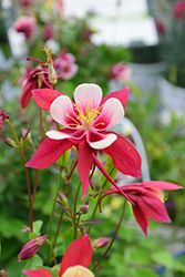 Origami Red and White Columbine (Aquilegia 'Origami Red and White') at Millcreek Nursery Ltd