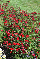 Rockin' Red Pinks (Dianthus 'PAS1141436') at Millcreek Nursery Ltd