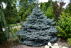 Montgomery  Spruce (Picea pungens 'Montgomery') at Millcreek Nursery Ltd