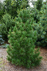 Columnar White Pine (Pinus strobus 'Fastigiata') at Millcreek Nursery Ltd