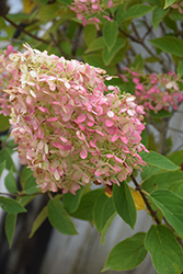 Limelight Hydrangea (Hydrangea paniculata 'Limelight') at Millcreek Nursery Ltd