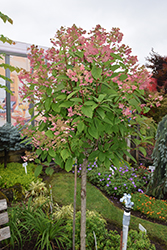 Quick Fire Hydrangea (tree form) (Hydrangea paniculata 'Bulk') at Millcreek Nursery Ltd