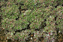 Tricolor Stonecrop (Sedum spurium 'Tricolor') at Millcreek Nursery Ltd
