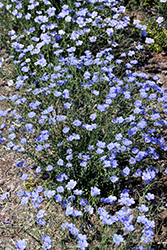 Sapphire Perennial Flax (Linum perenne 'Sapphire') at Millcreek Nursery Ltd