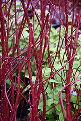 Bailey Red-Twig Dogwood (Cornus baileyi) at Millcreek Nursery Ltd