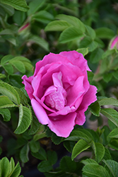 Foxi Pavement Rose (Rosa 'Foxi Pavement') at Millcreek Nursery Ltd