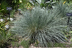 Saphirsprudel Blue Oat Grass (Helictotrichon sempervirens 'Saphirsprudel') at Millcreek Nursery Ltd