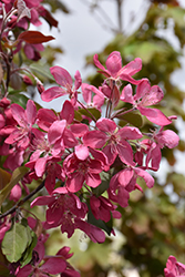 Royal Mist Flowering Crab (Malus 'Jefmist') at Millcreek Nursery Ltd