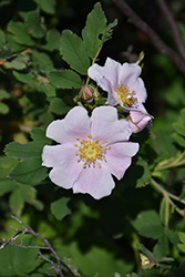 Prickly Wild Rose (Rosa acicularis) at Millcreek Nursery Ltd