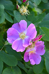 Wild Rose (Rosa woodsii) at Millcreek Nursery Ltd