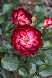 Never Alone Rose (Rosa 'CNLA 362') at Millcreek Nursery Ltd